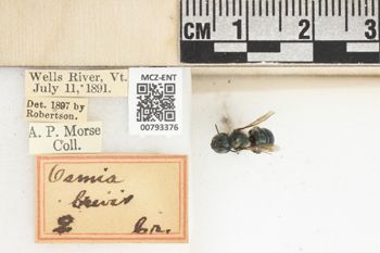 Media type: image;   Entomology 793376 Aspect: Labels